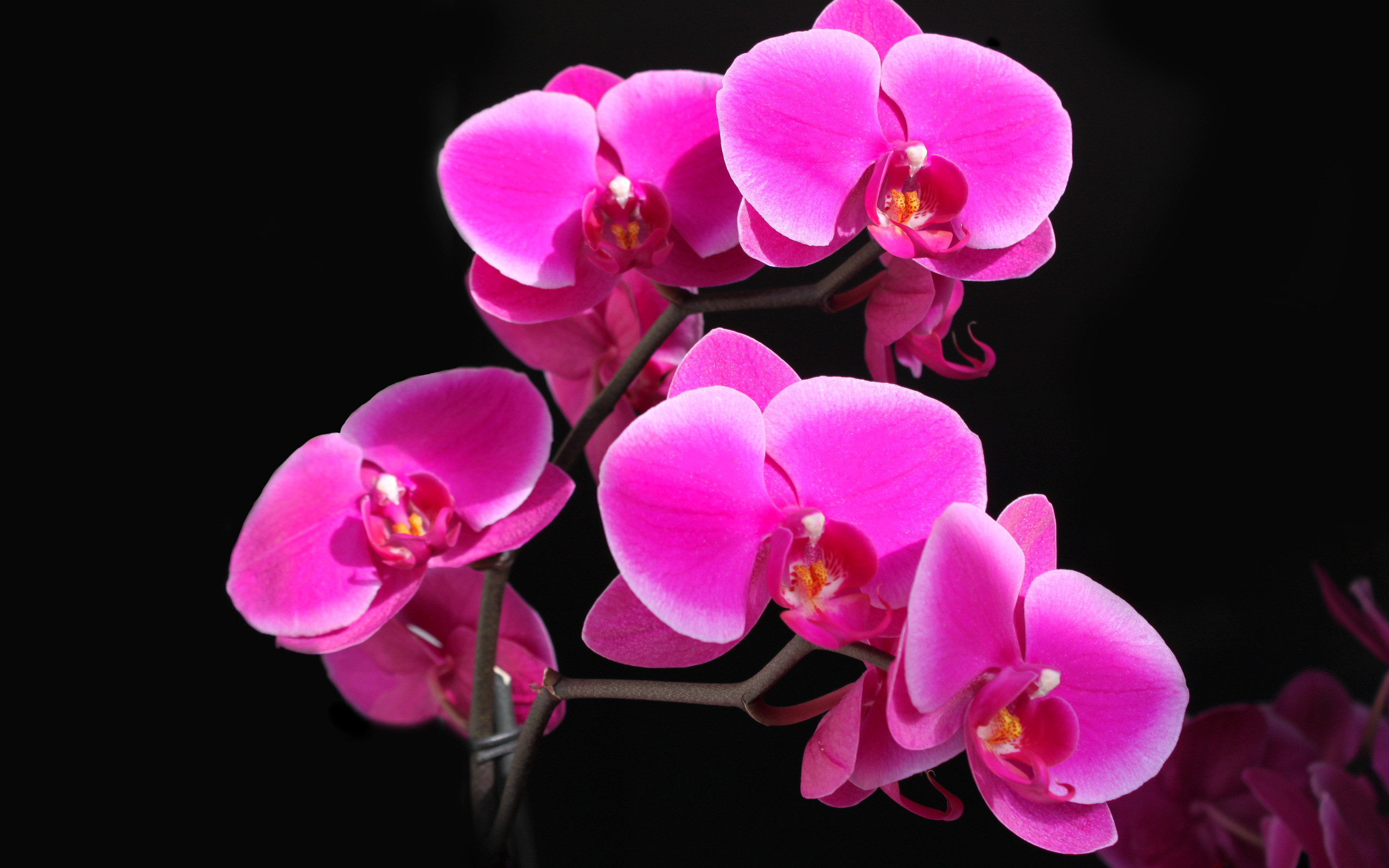Pink Black And White Wallpaper