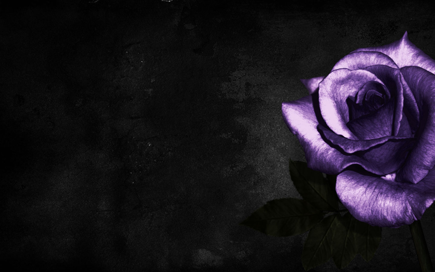 Purple Rose Wallpaper Desktop 13 Desktop Background