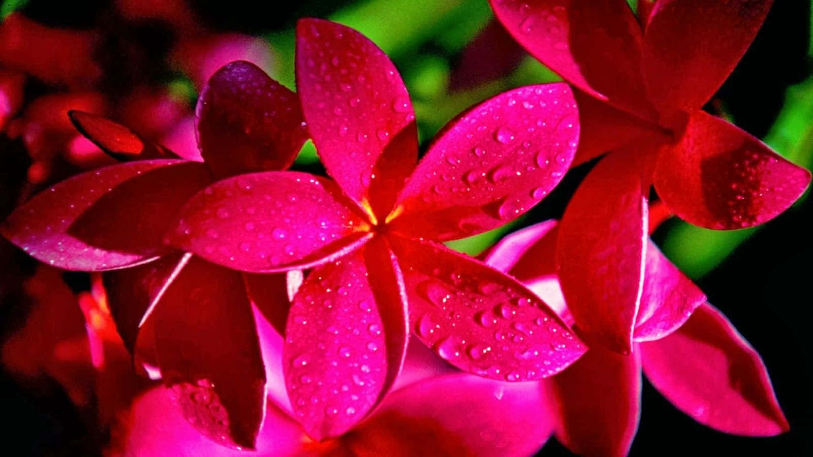 Bunga Background Wallpaper
