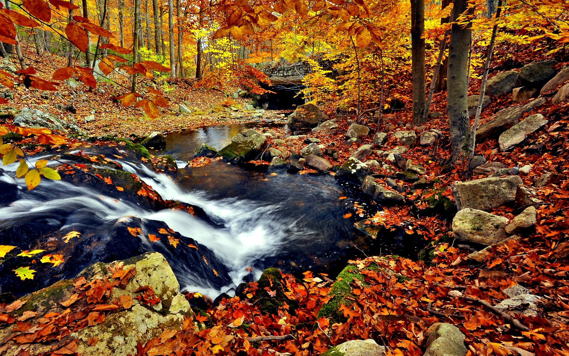 In The Autumn Forest Wallpaper And Image Pictures