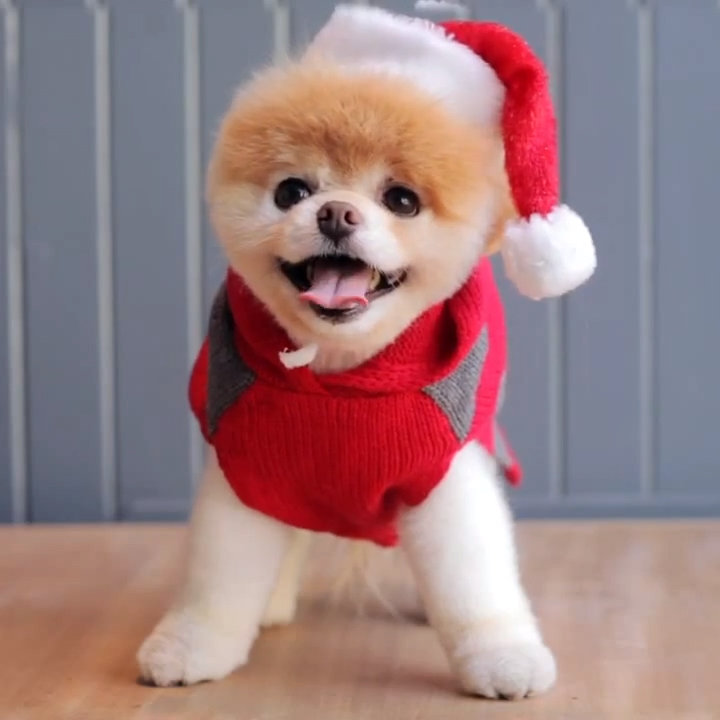 Pictures Of Boo The Cute Pomeranian Popsugar Pets HD Wallpaper