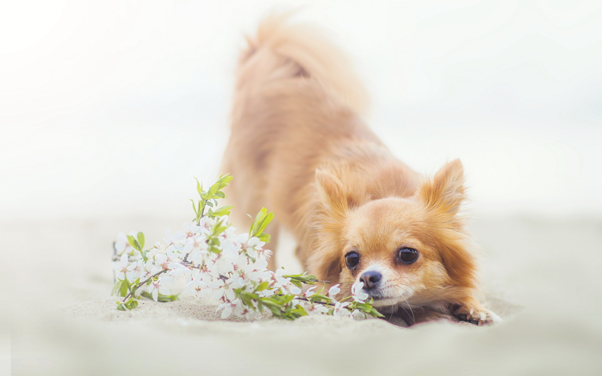 Most Popular Chihuahua Wallpaper