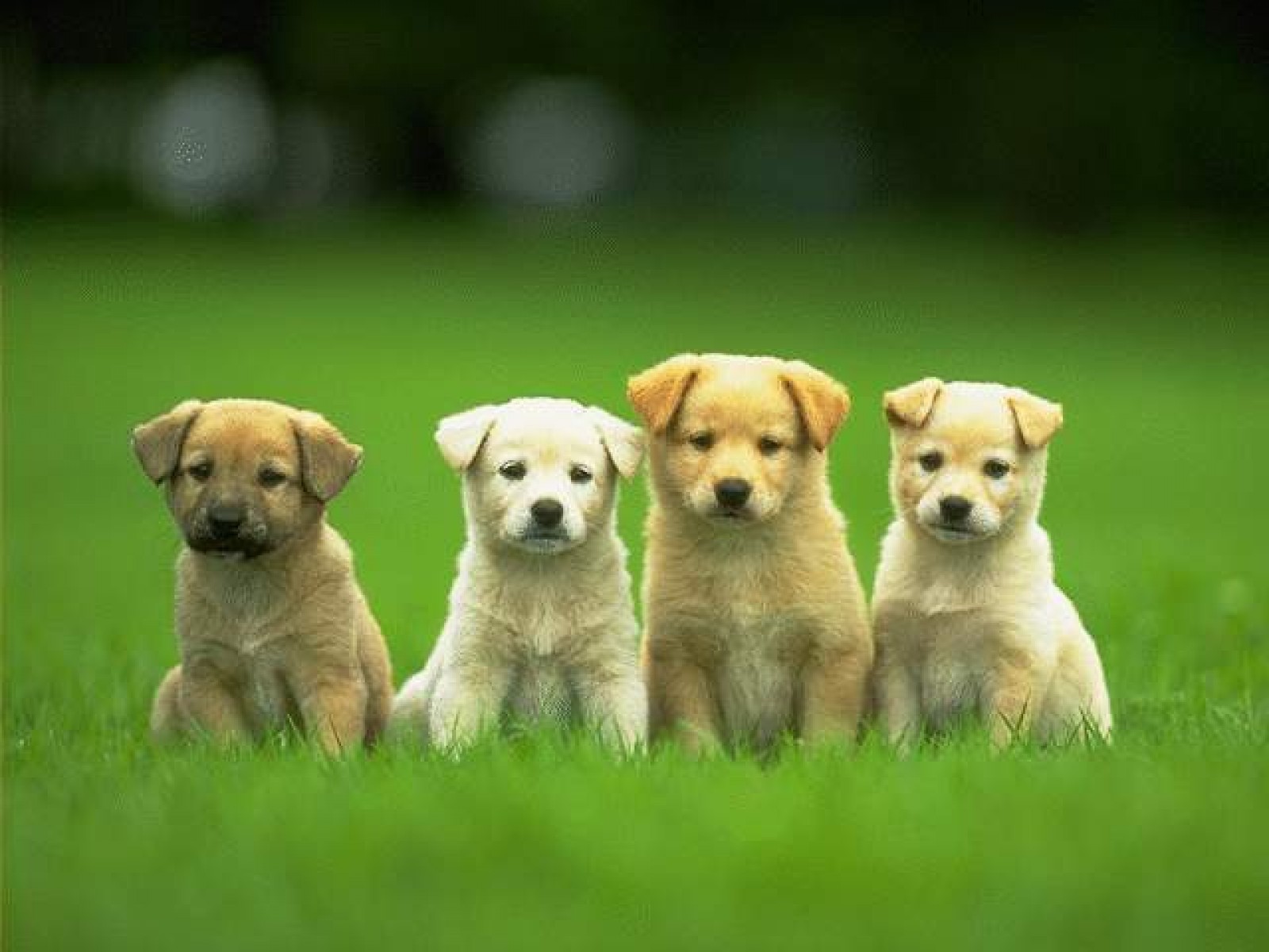 Cute And Funny Puppies Small Dog Animals Dogs Widescreen