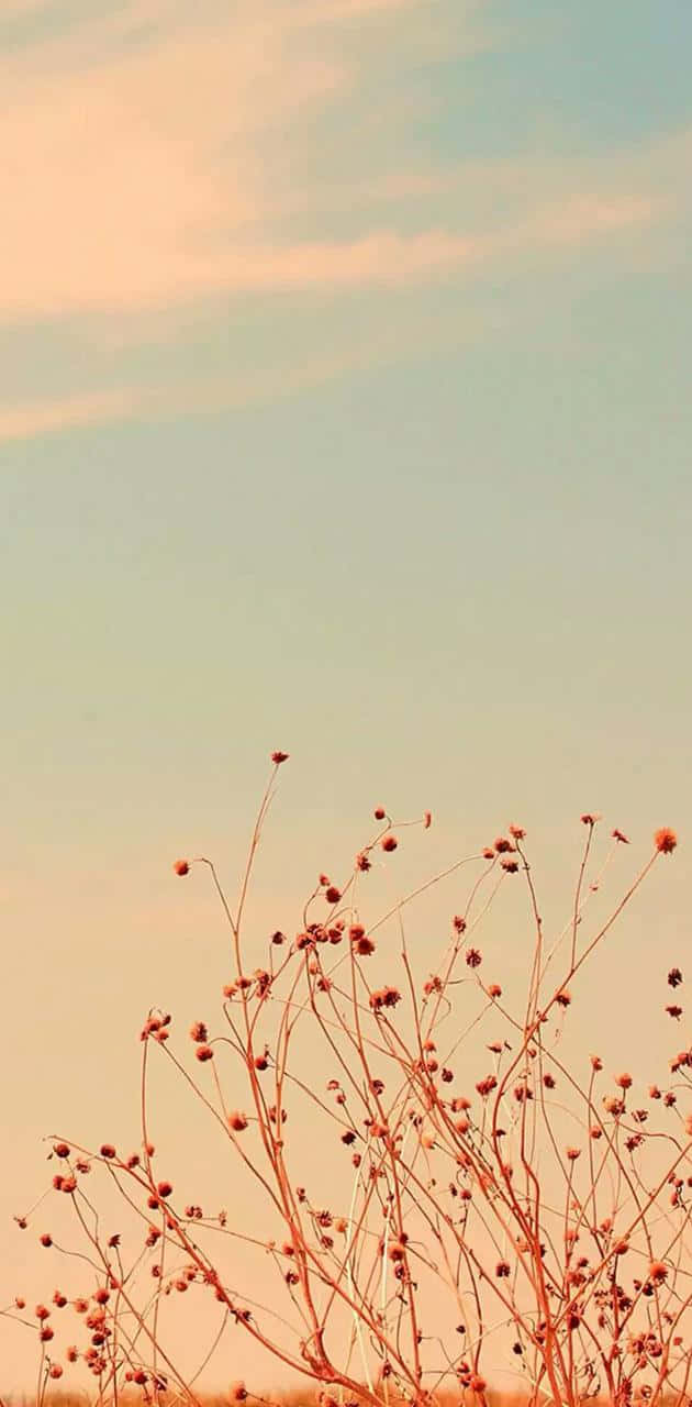 Simple Flower Wallpaper