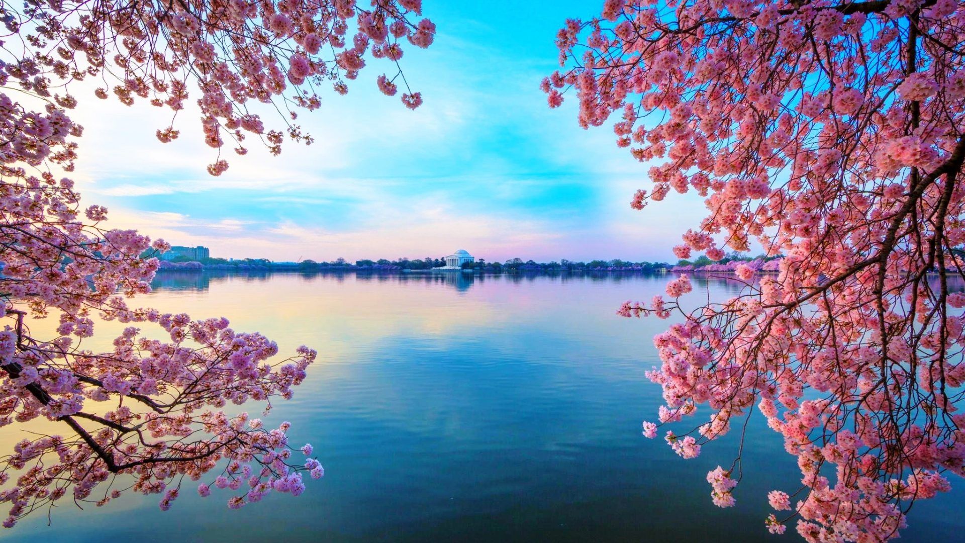 Wpnature Blossomed Lake Flowers Blue Cherry Blossom Water