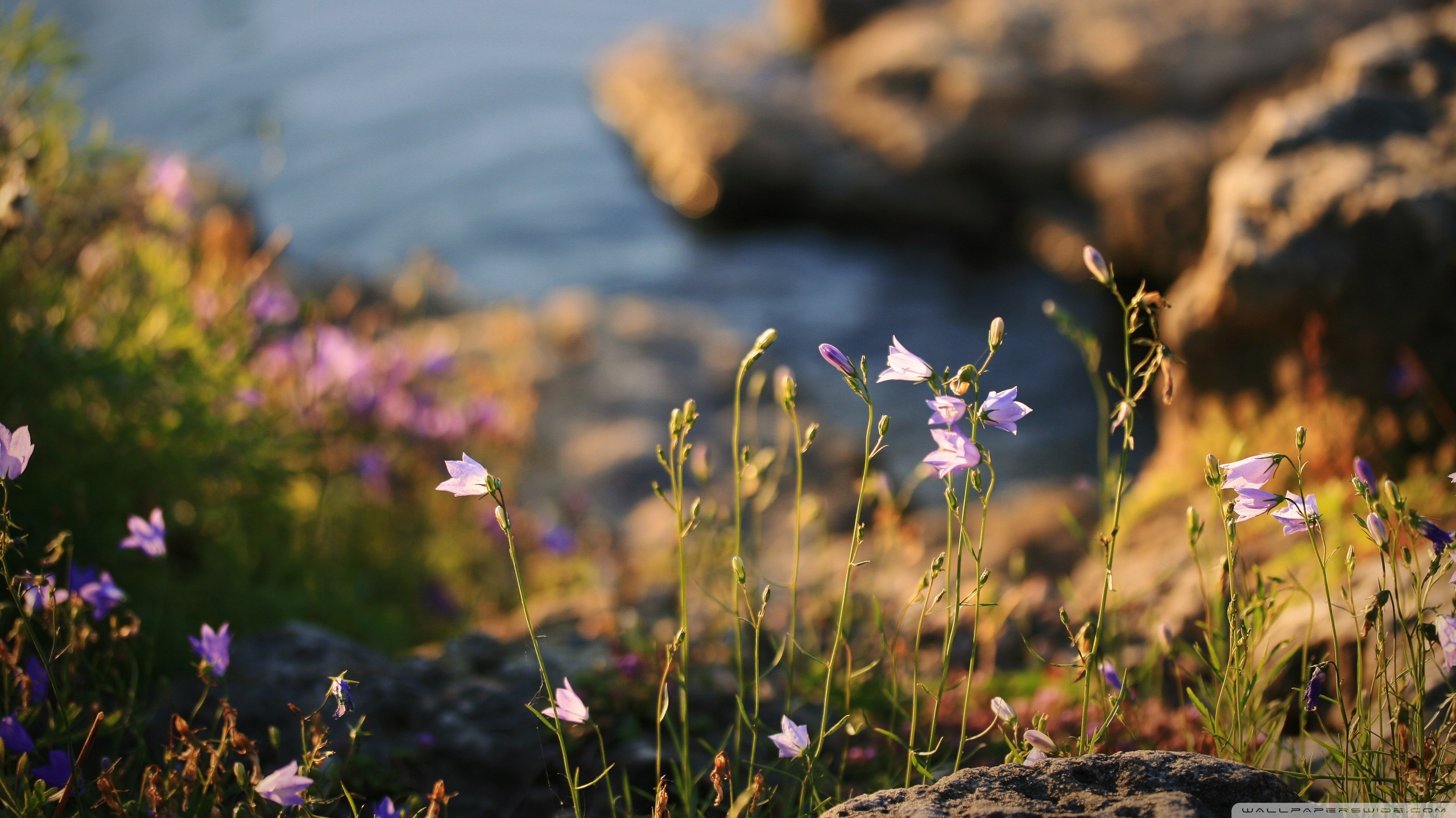 Wildflower Wallpaper Phone