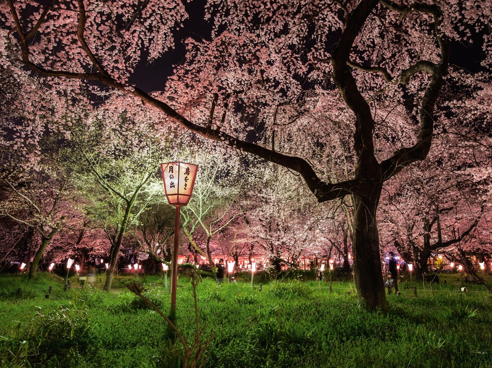 In Japan The Nighttime Ing Of Cherry Blossoms Spring Like