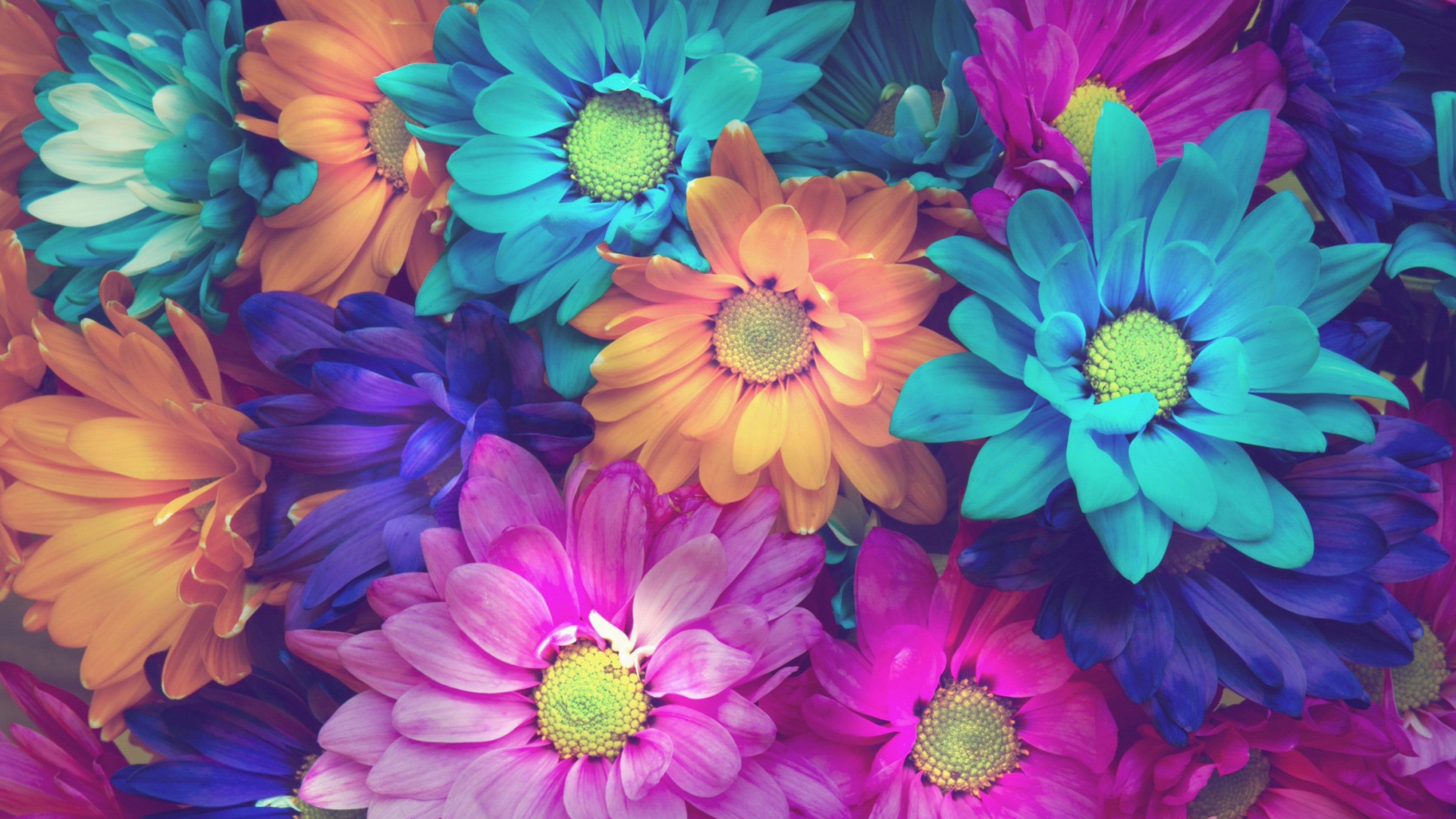 Flowers 4k Of HD Wallpaper