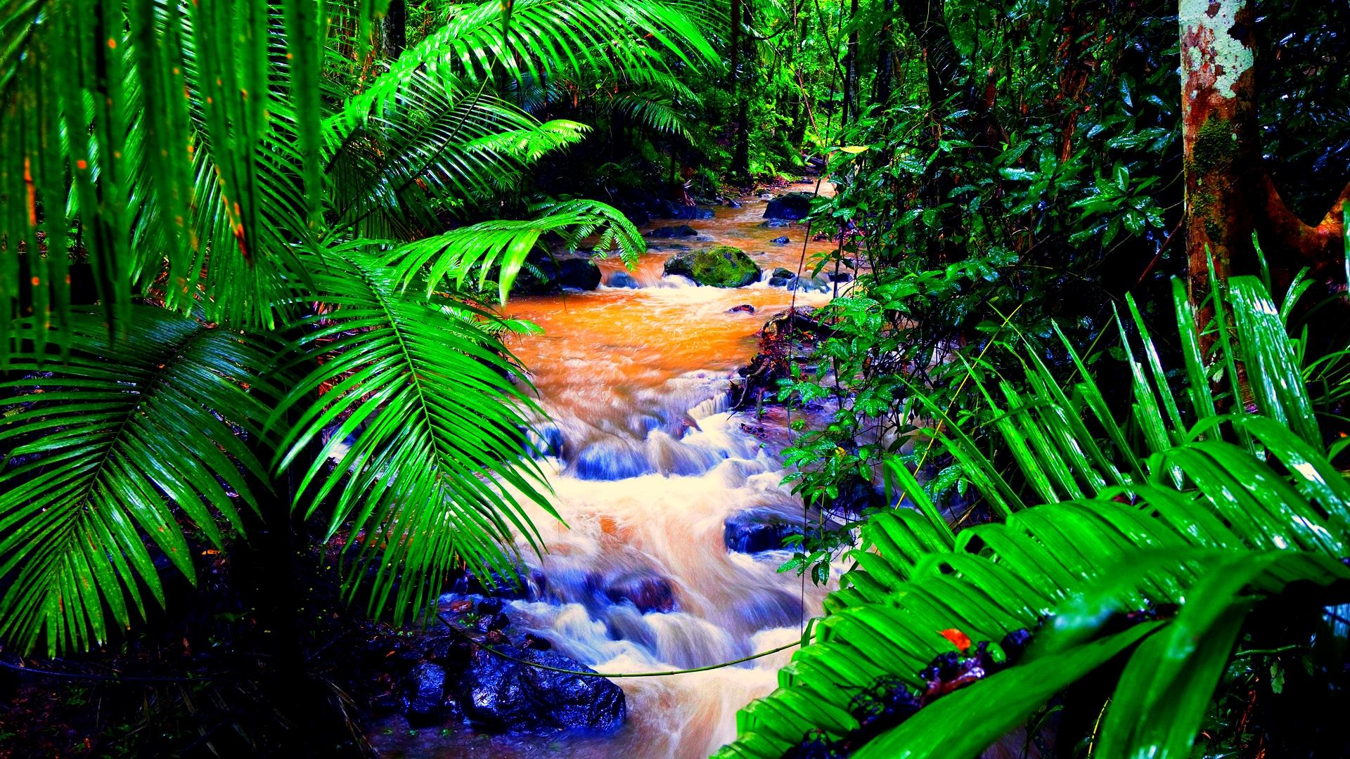 Rainforest Plants HD Wallpaper Background Image