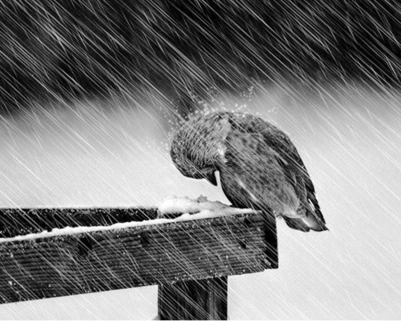 Love Considers The Sad Struggle Of Storm Bird Deep Into