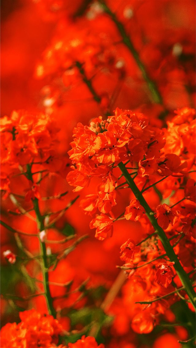 Apple Mq18 Red Flower Spring Fun Nature iPhone Wallpaper