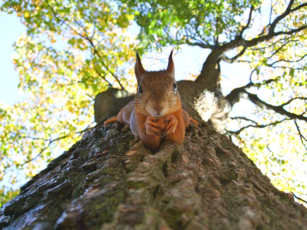 Red Squirrel Pictures Image