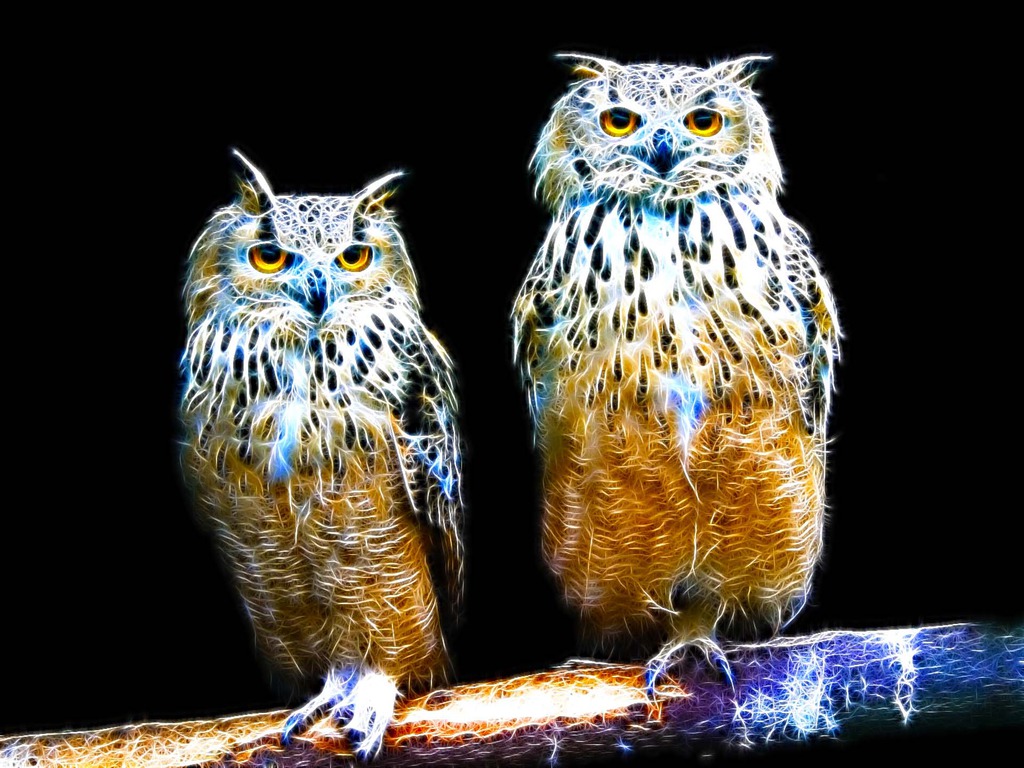 Owl Wallpaper My HD Animals