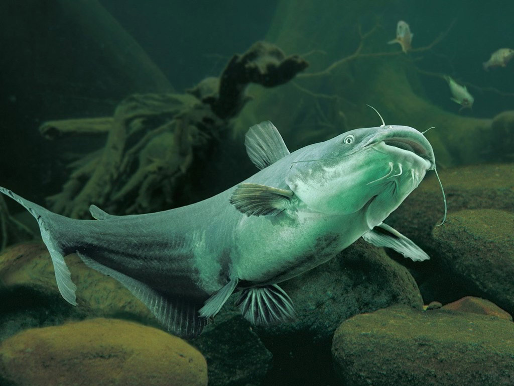 Channel Catfish Wallpaper High Quality