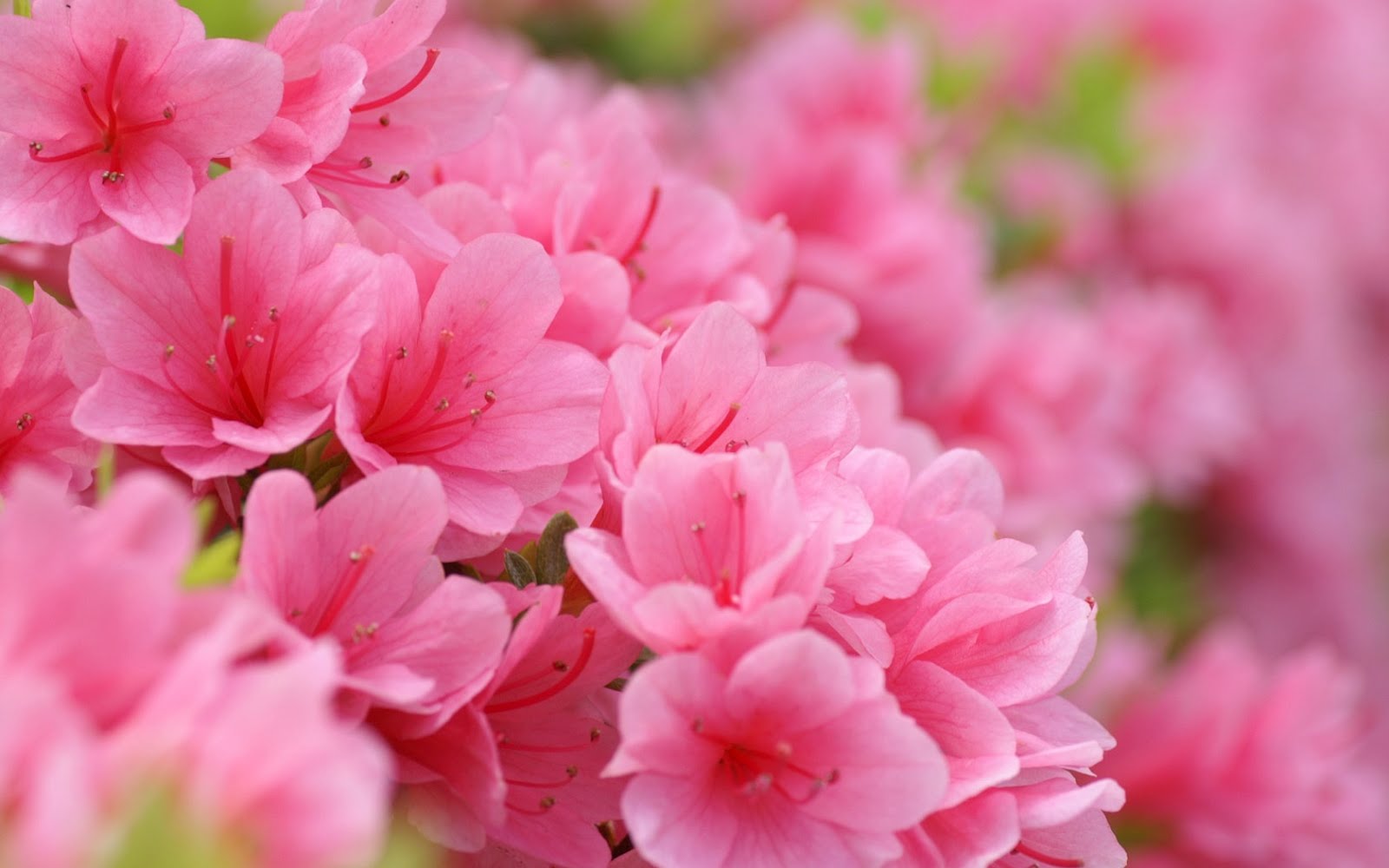 Lifting Hearts ALMOST WORDLESS WEDNESDAY   Pink Spring Flowers 1600x1000