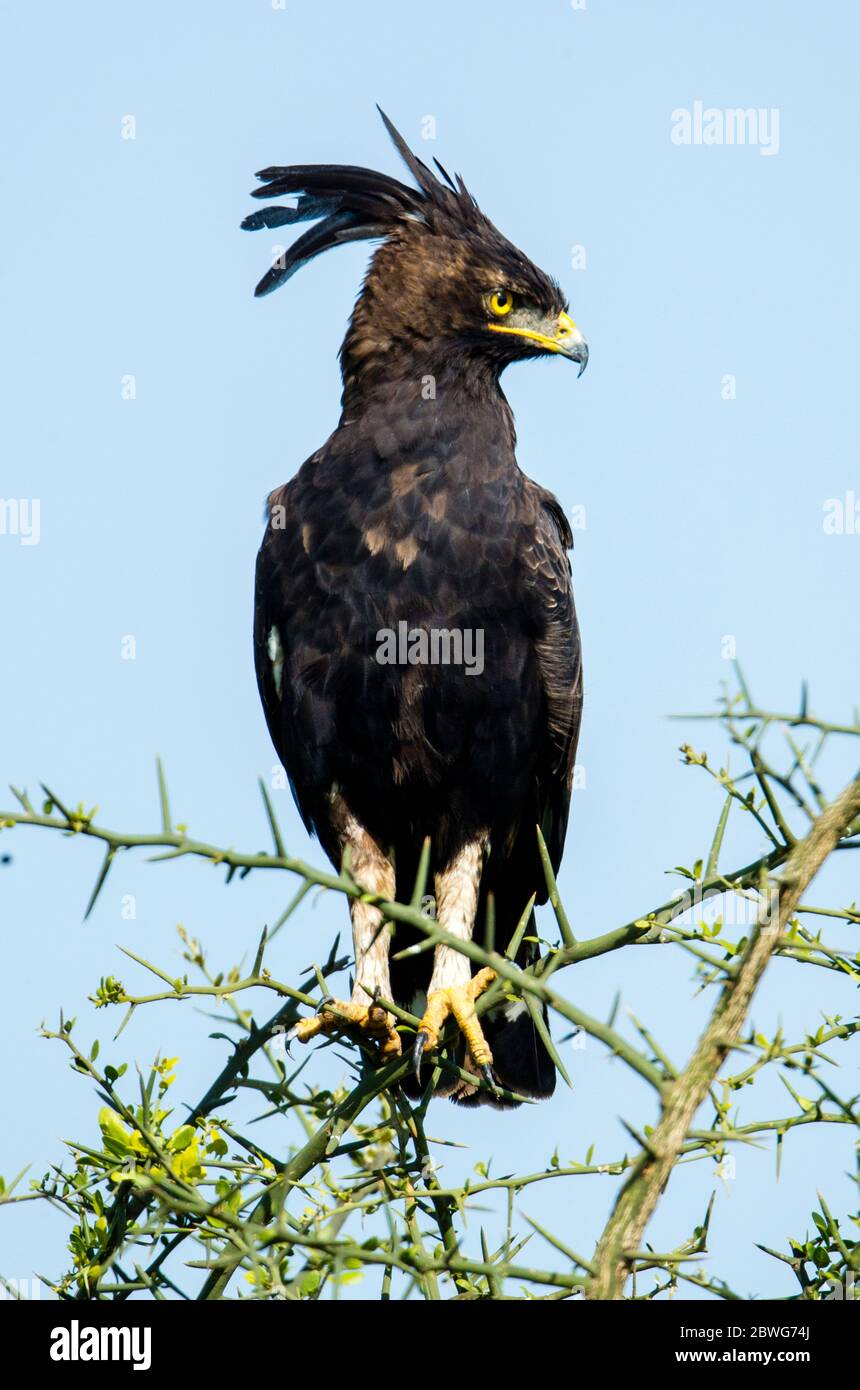 Long Crested Eagle Lophaetus Occipitalis Perching On Branch