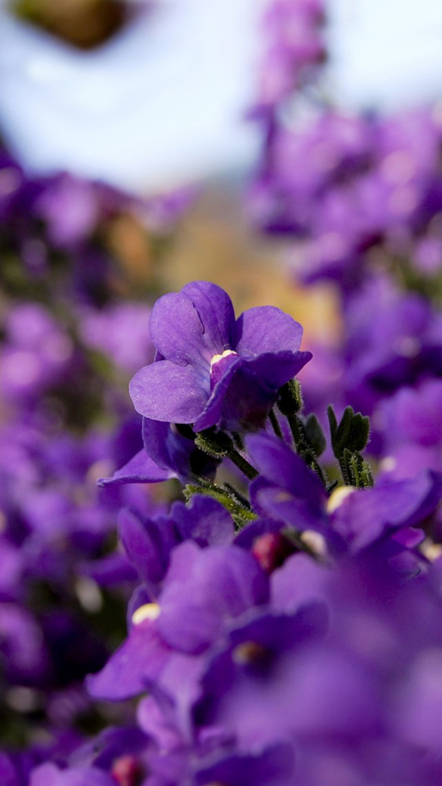 Purple Flowers iPhone 5s Wallpaper And