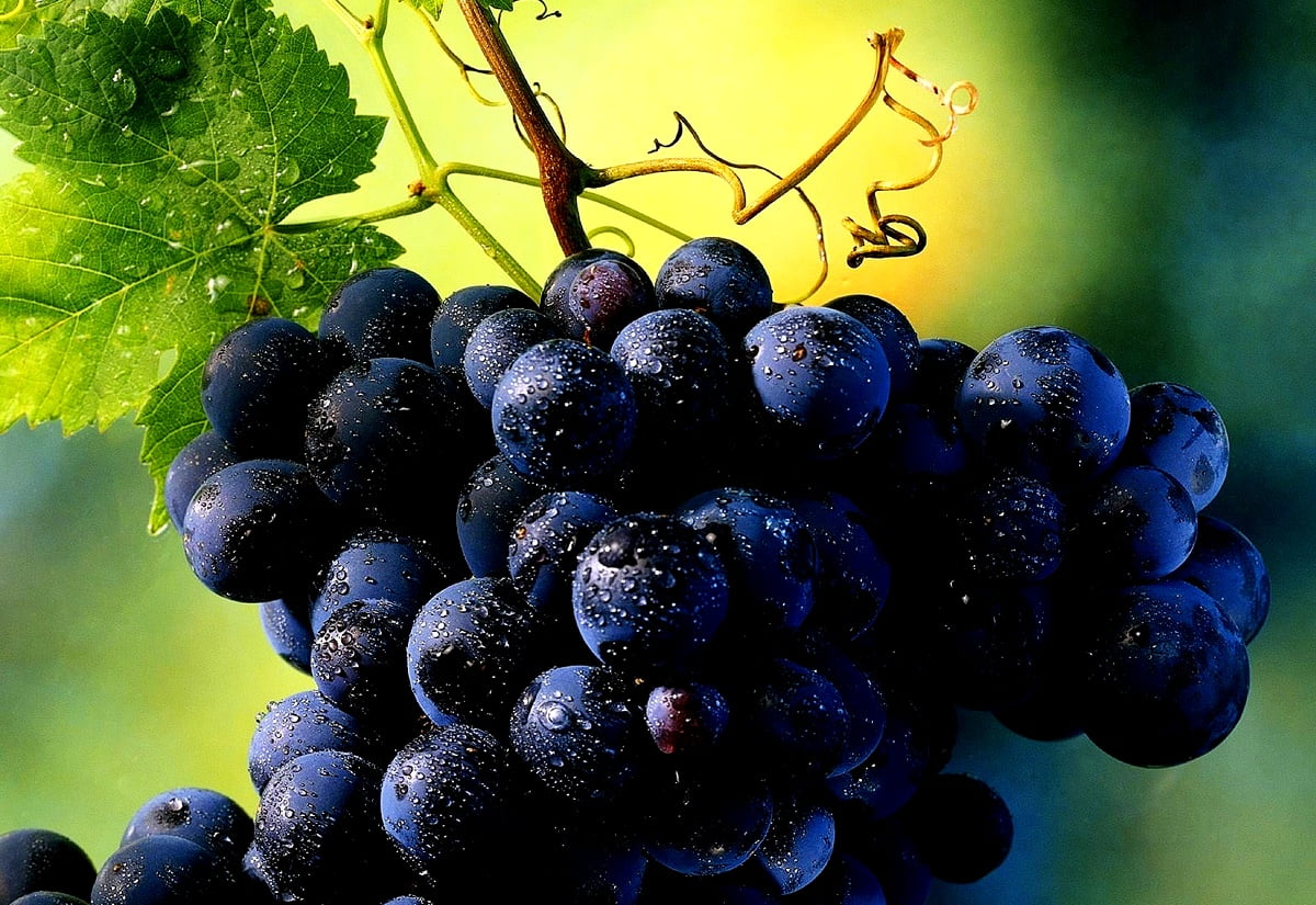 Grape Wallpaper HD