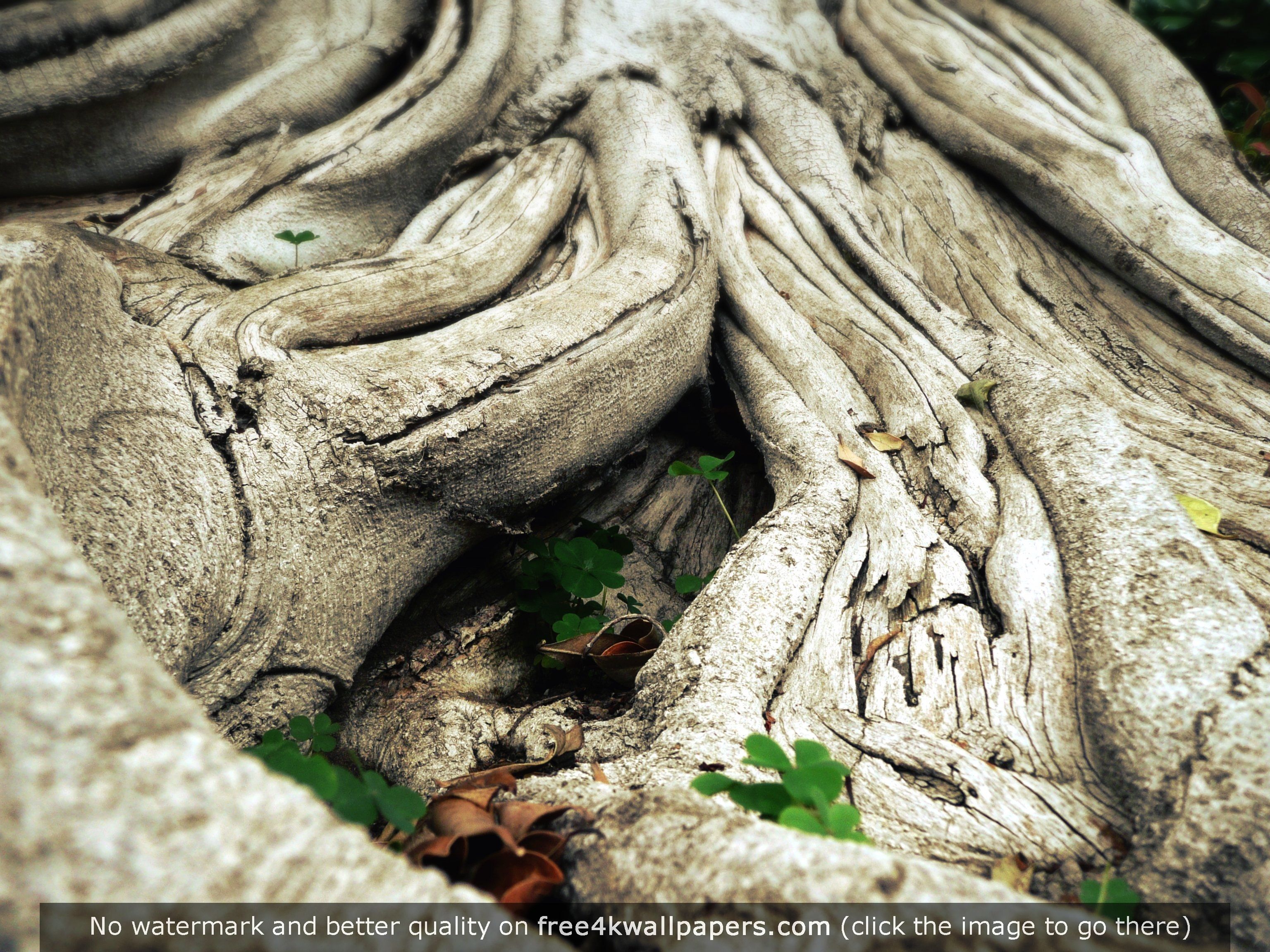 Tree Roots HD Wallpaper