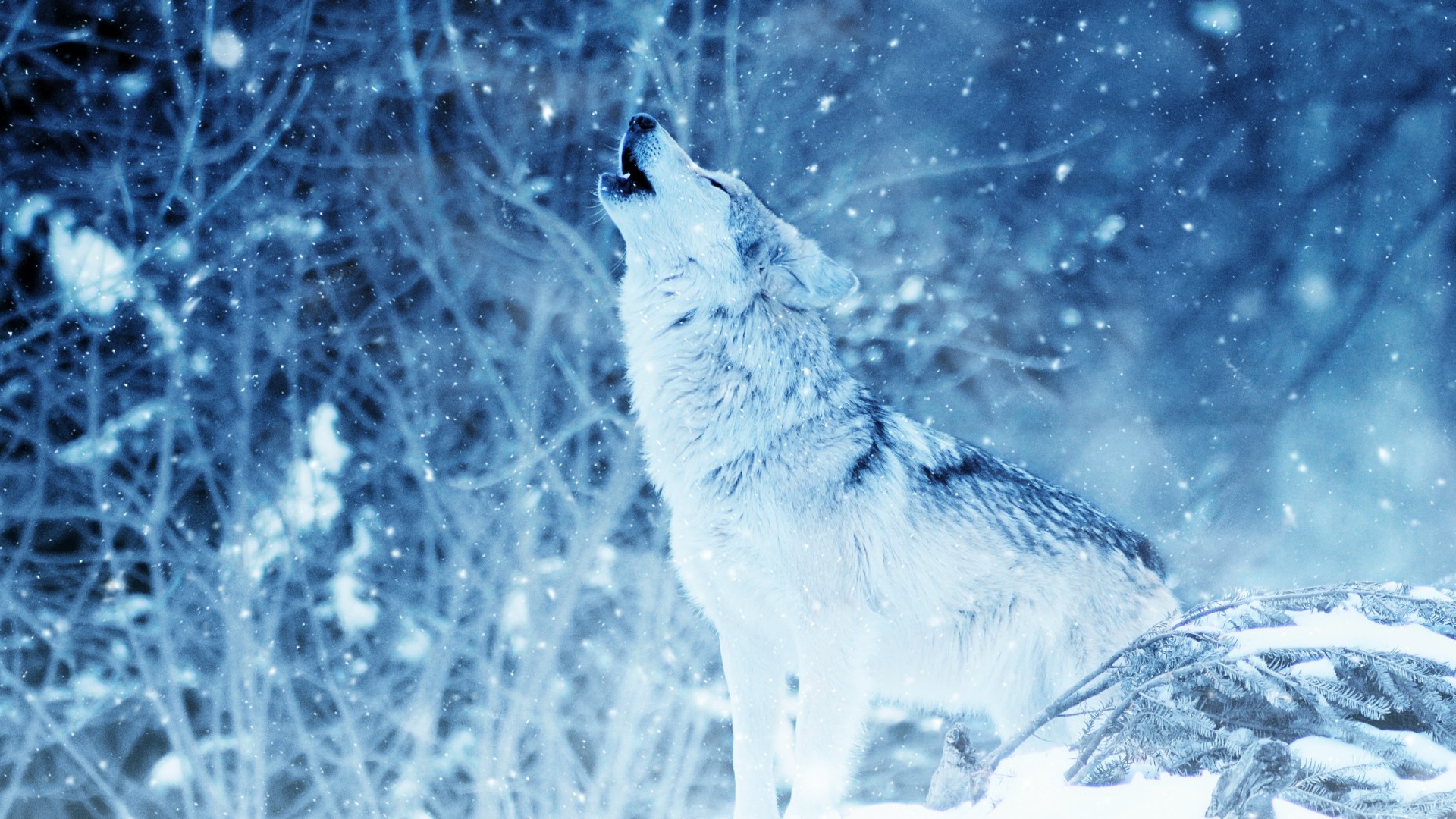 Wolf Howling Winter Snowfall HD Wallpaper