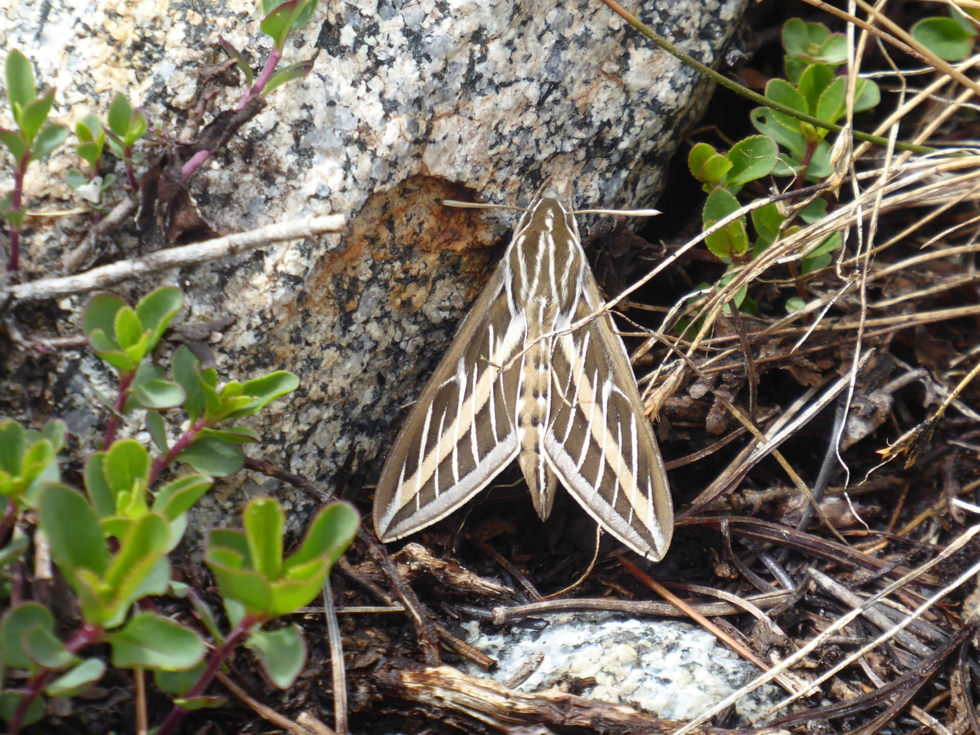 Sphinx Moth Wallpaper