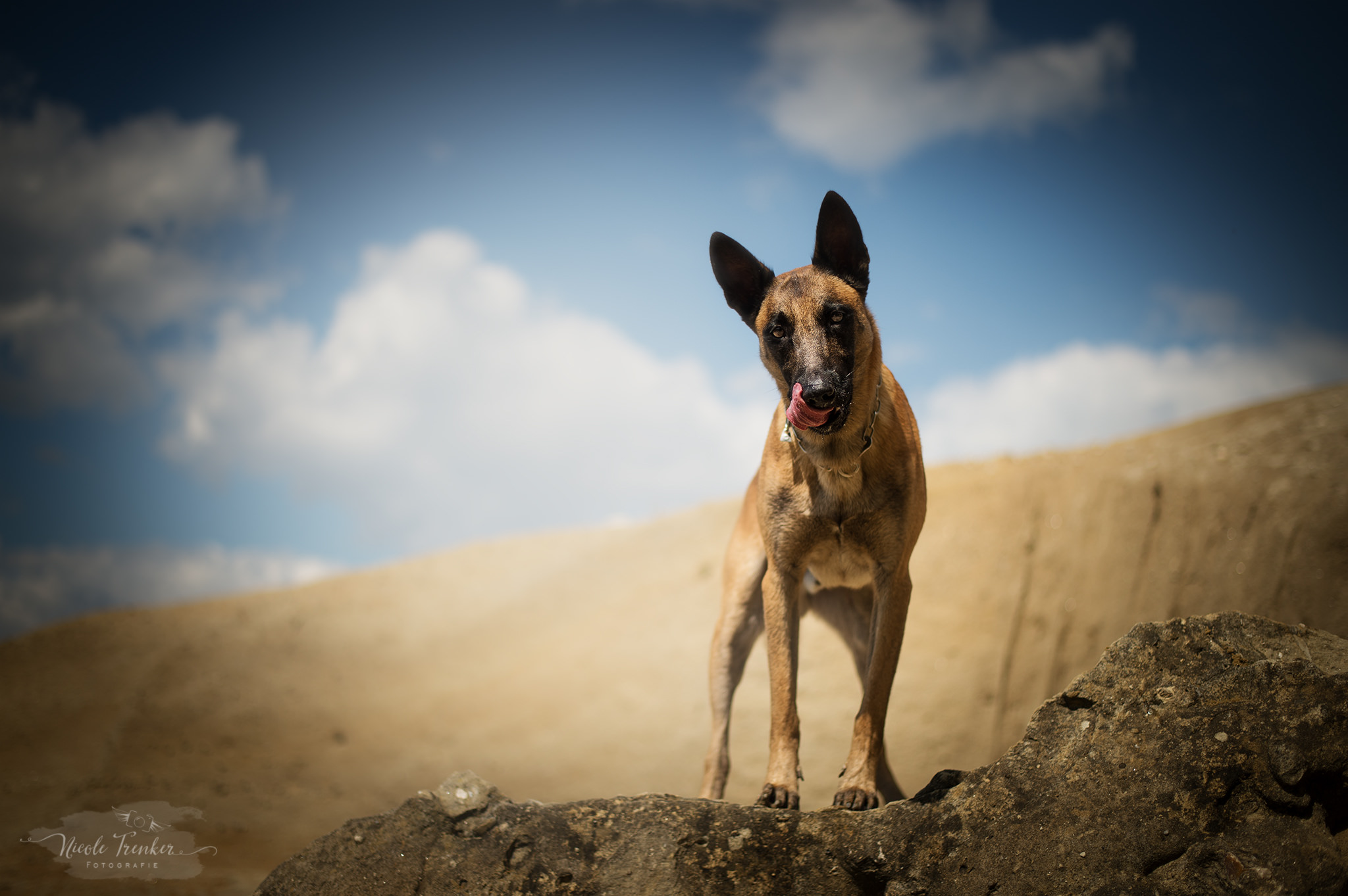 Belgian Malinois Full HD Wallpaper And Background Image