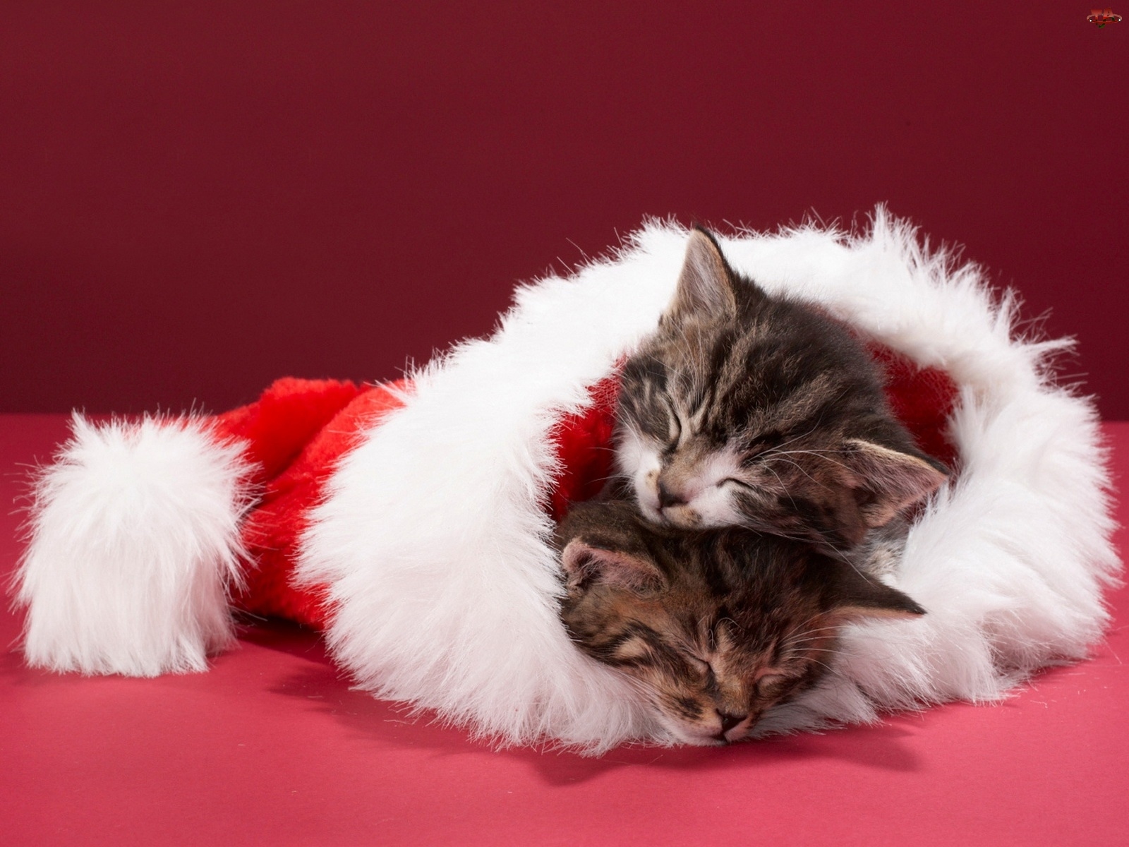 Cats Image Christmas Kittens HD Wallpaper And Background