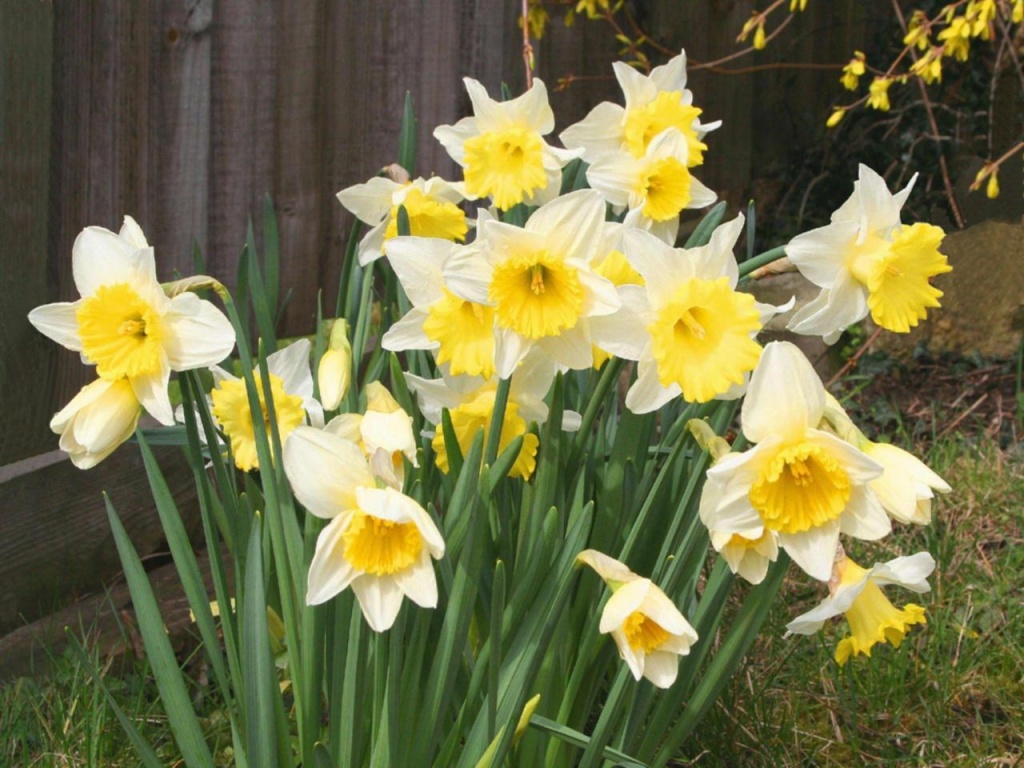 Spring Daffodils Desktop Pc And Mac Wallpaper