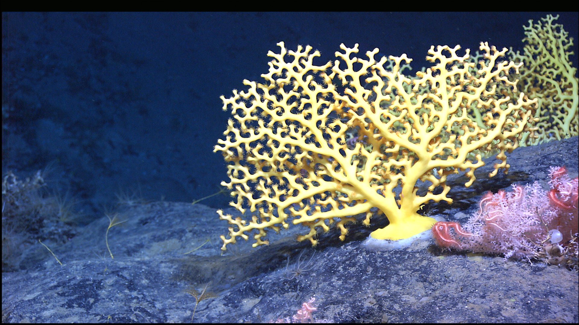 Deep Sea Coral Wallpaper