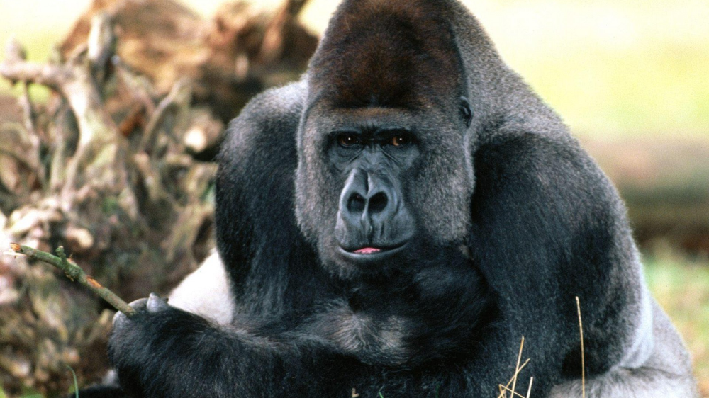 Gorilla Pictures In With Image Pet Monkey
