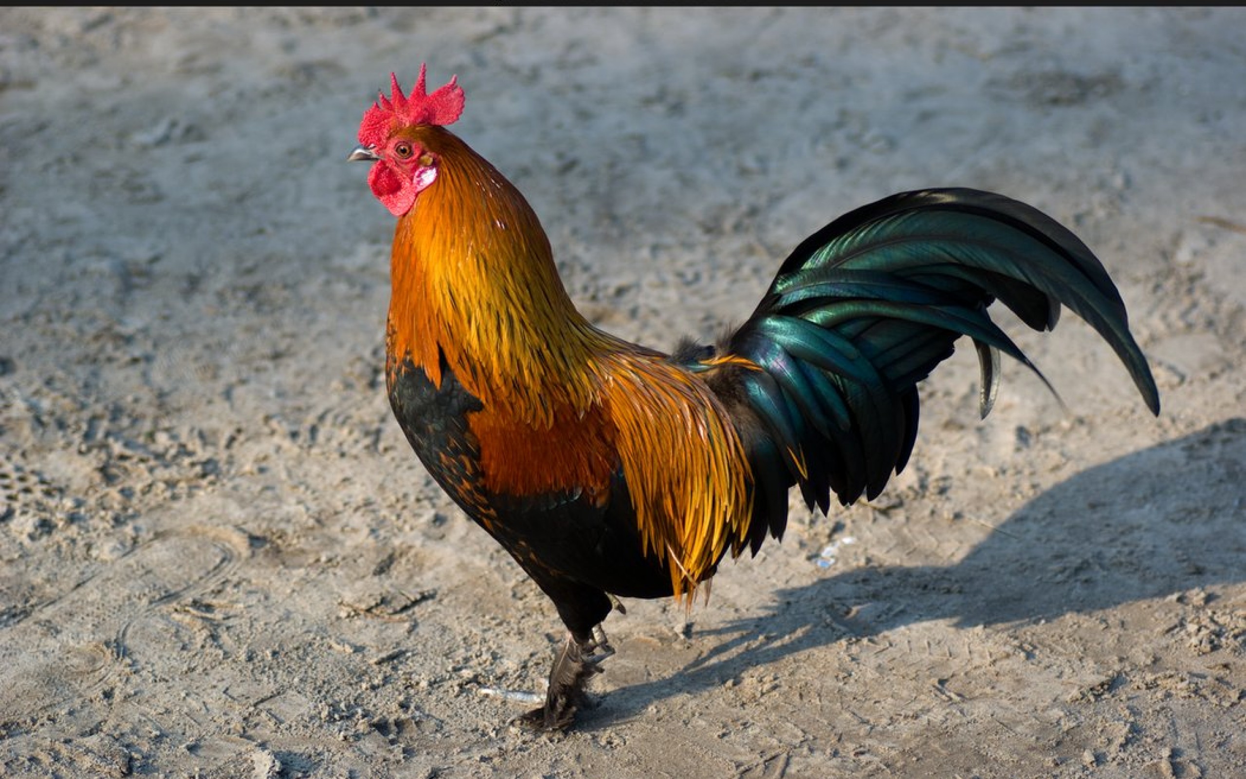 High Quality Rooster Wallpaper Full HD Pictures