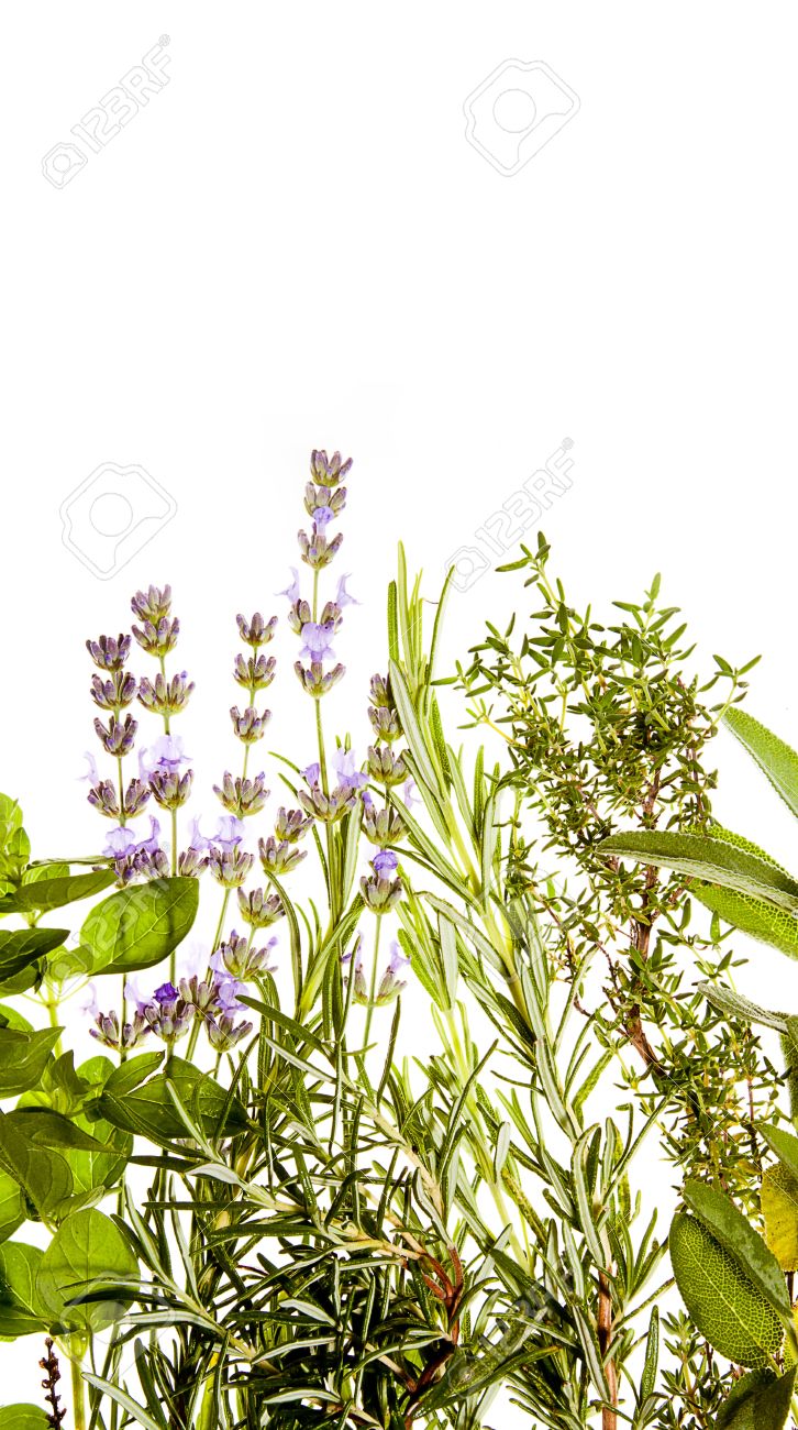 Bunch Of Mediterranean Herbs On Pure White Background Lavender