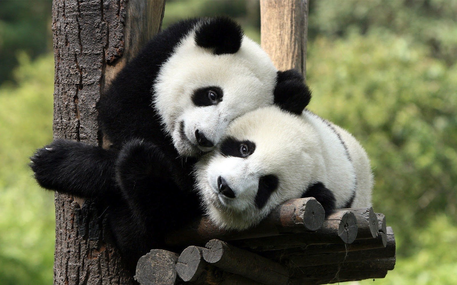 Cute Panda Hd Wallpapers Hd animal wallpaper of two