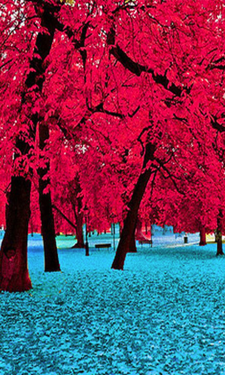 Red Trees Lumia Wallpaper