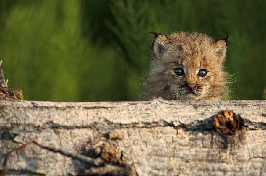Canadian Lynx Kittens