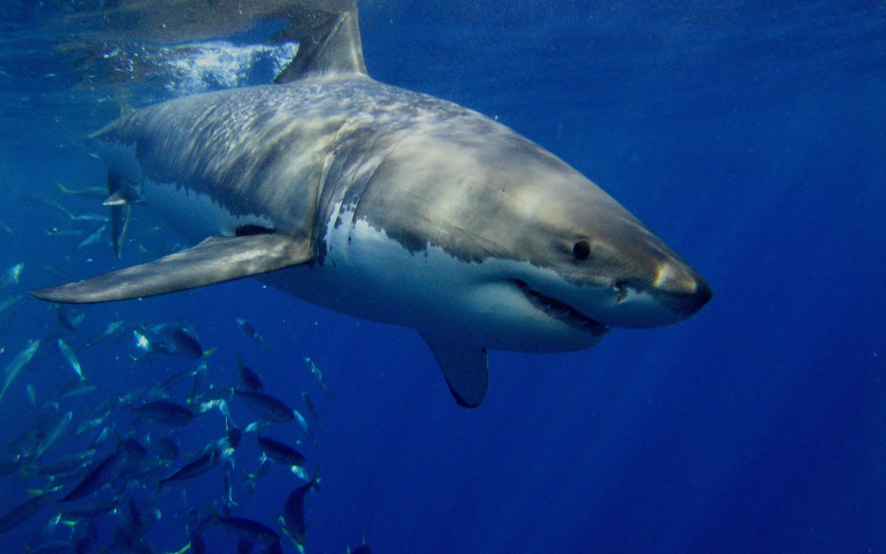 25 Great White Shark HD Wallpapers Backgrounds 2880x1800