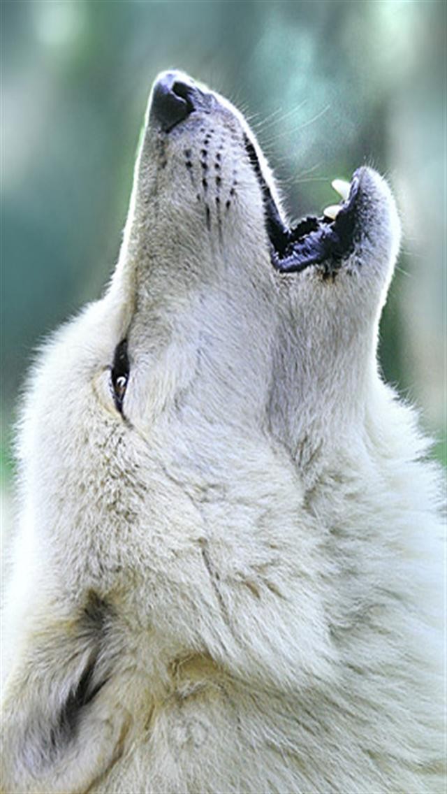 Wolf Howling Animal iPhone Wallpapers iPhone 5s4s3G Wallpapers