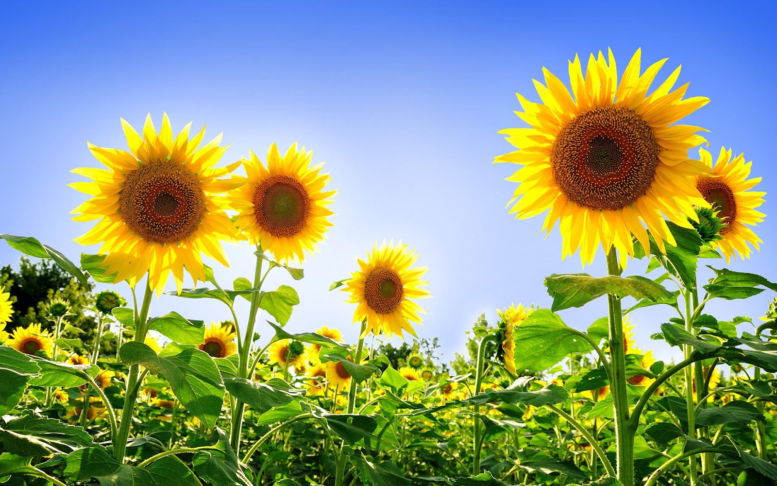 HD Sunflowers Wallpaper Top Best For Desktop