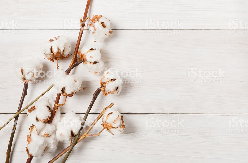 Dried Cotton Flower Background On White Wood Top View Stock Photo