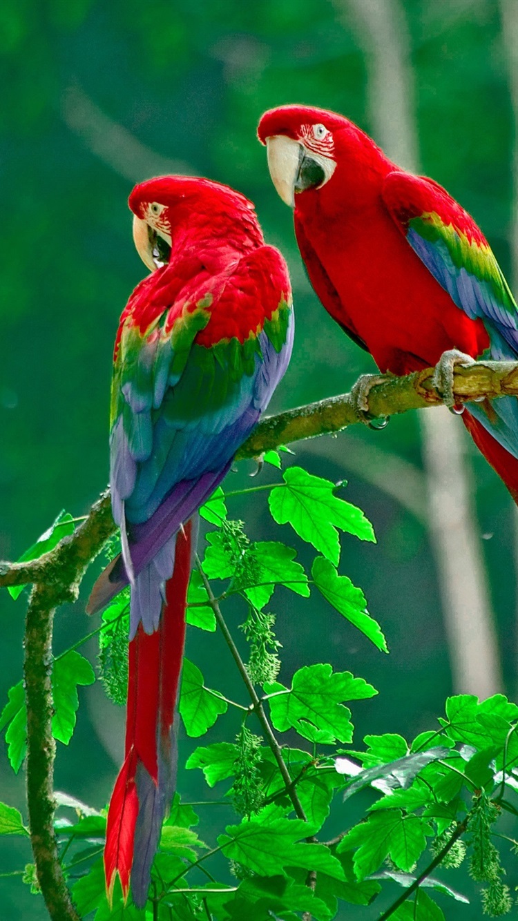 Beautiful Parrot Colorful Feathers Nature Green Leaves Wallpaper