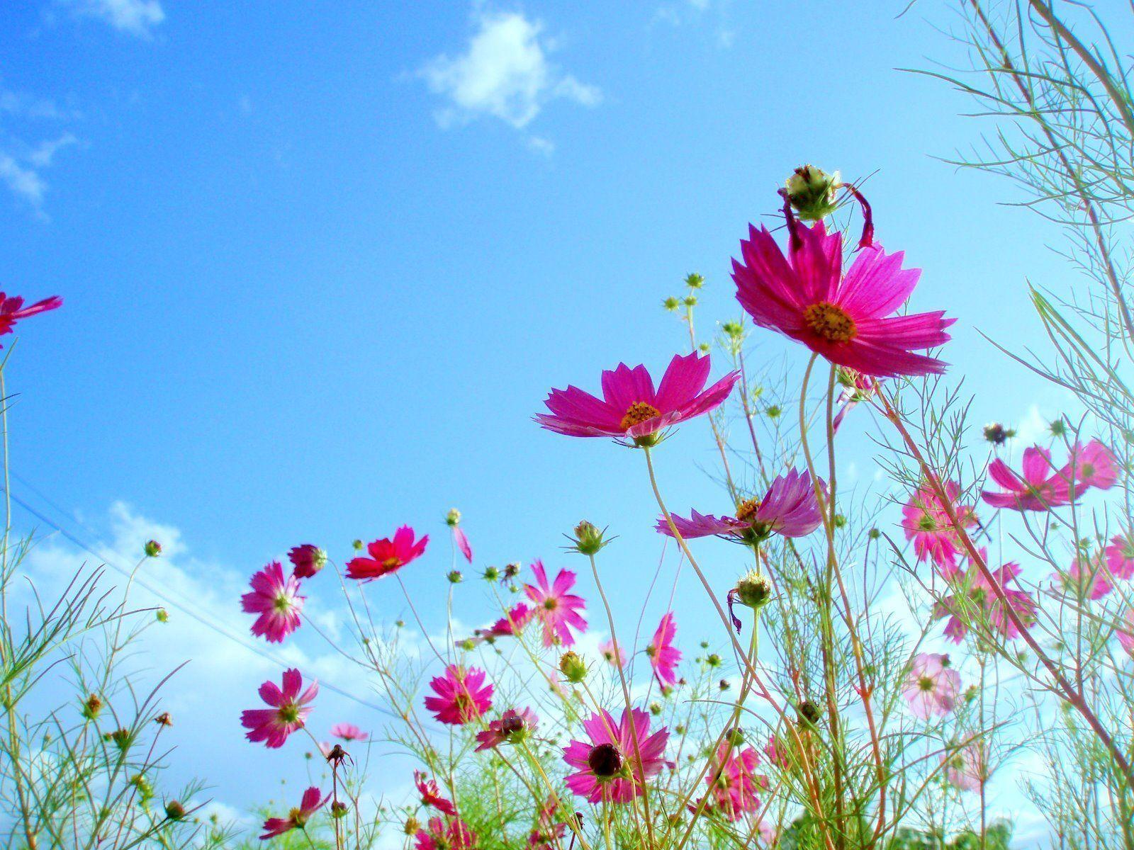 Beautiful Flower Backgrounds
