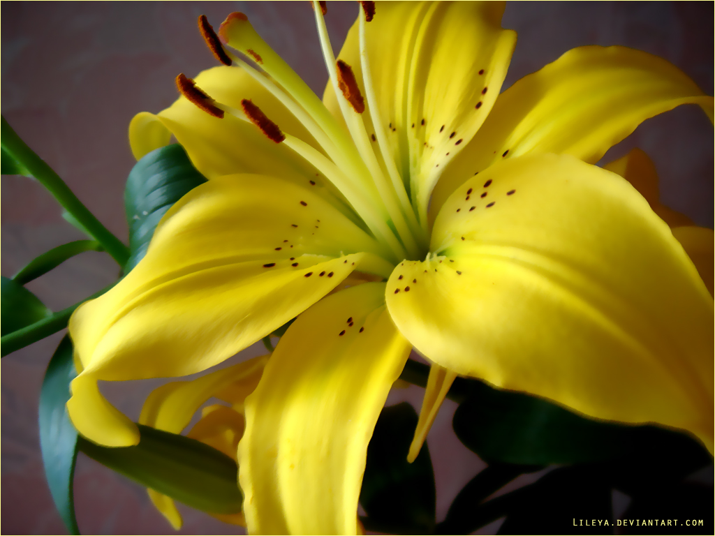 Yellow Lily Wallpaper By u003dlileya