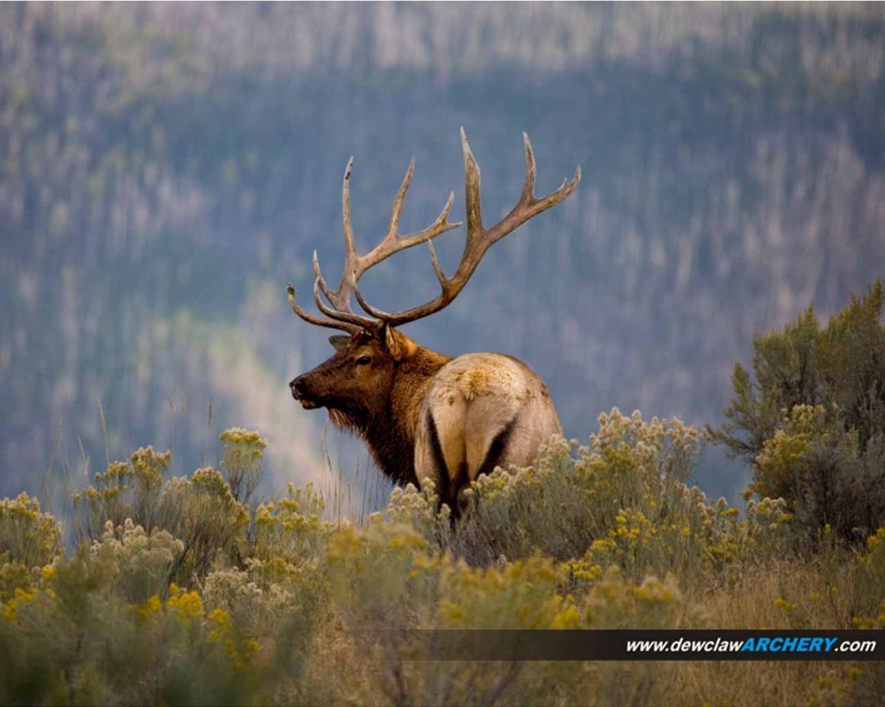 HD Wallpaper Elk