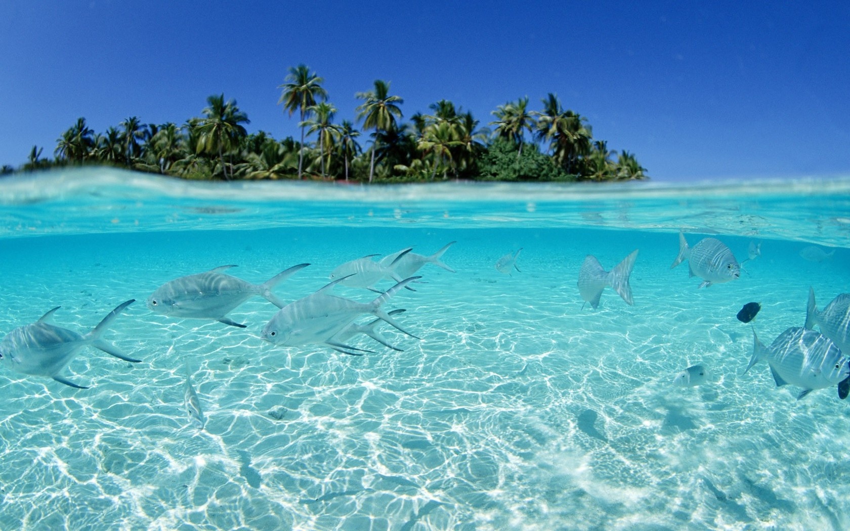 Wallpaper Fish Ocean Water Blue Azure Palm Tropics Underwater