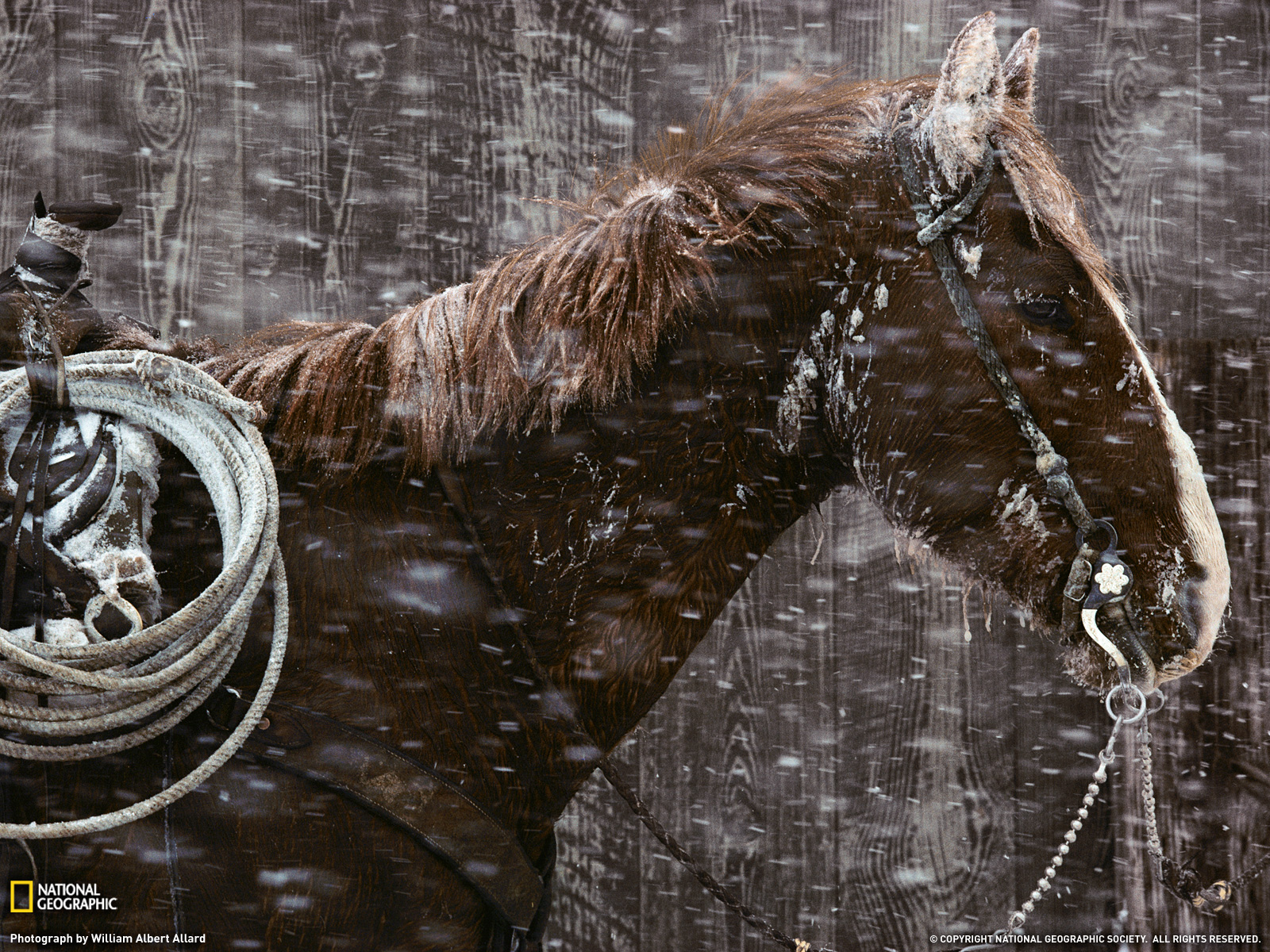 Padlock Ranch Horse Photo Montana Wallpaper National Geographic