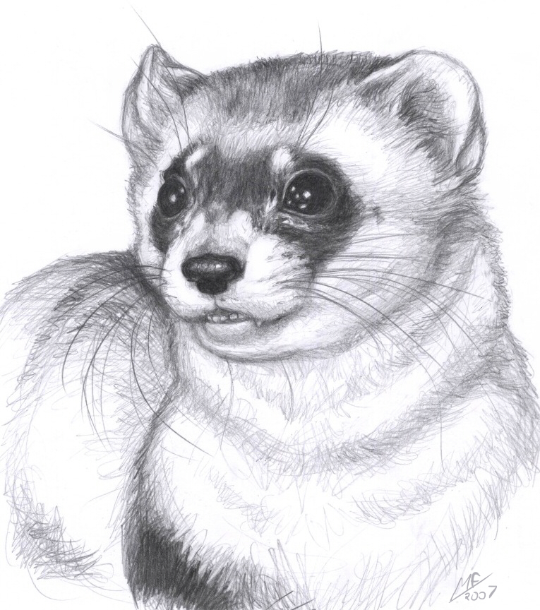 Black Footed Ferret By Moody