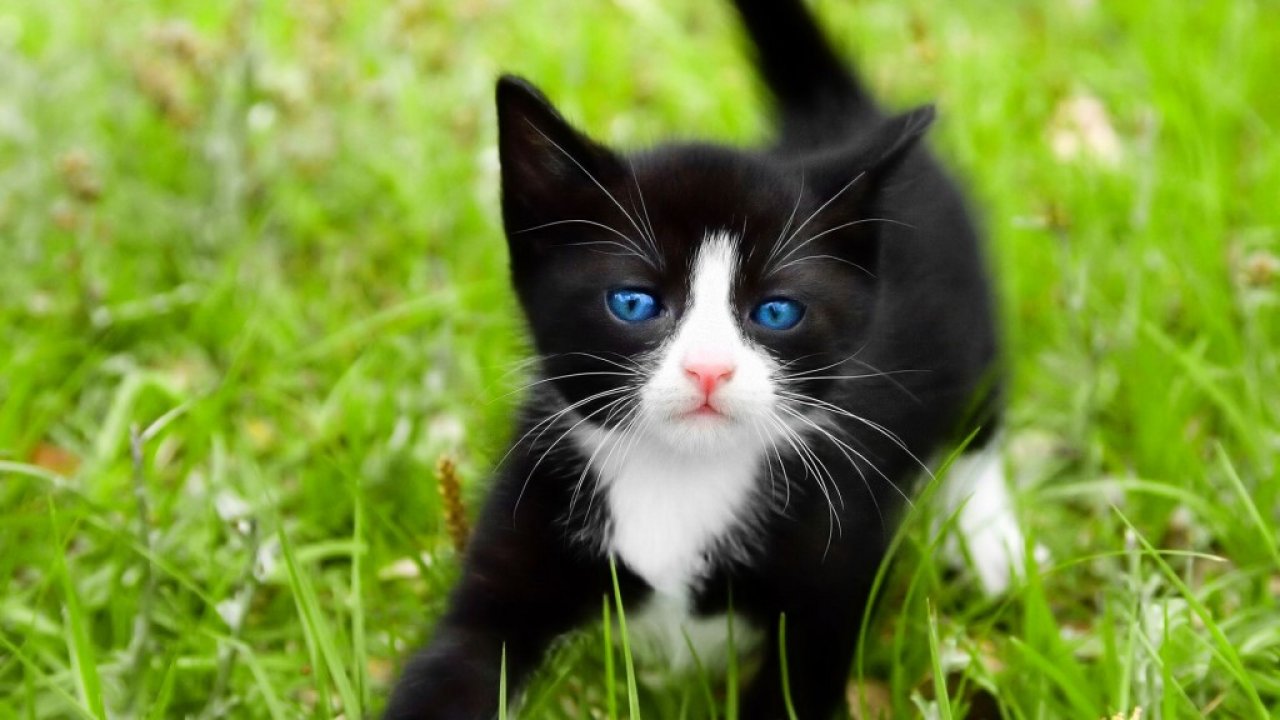 Beautiful Little Tuxedo Cat HD Wallpaper