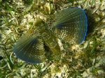 Flying Gurnard In The Sand Photo And Wallpaper