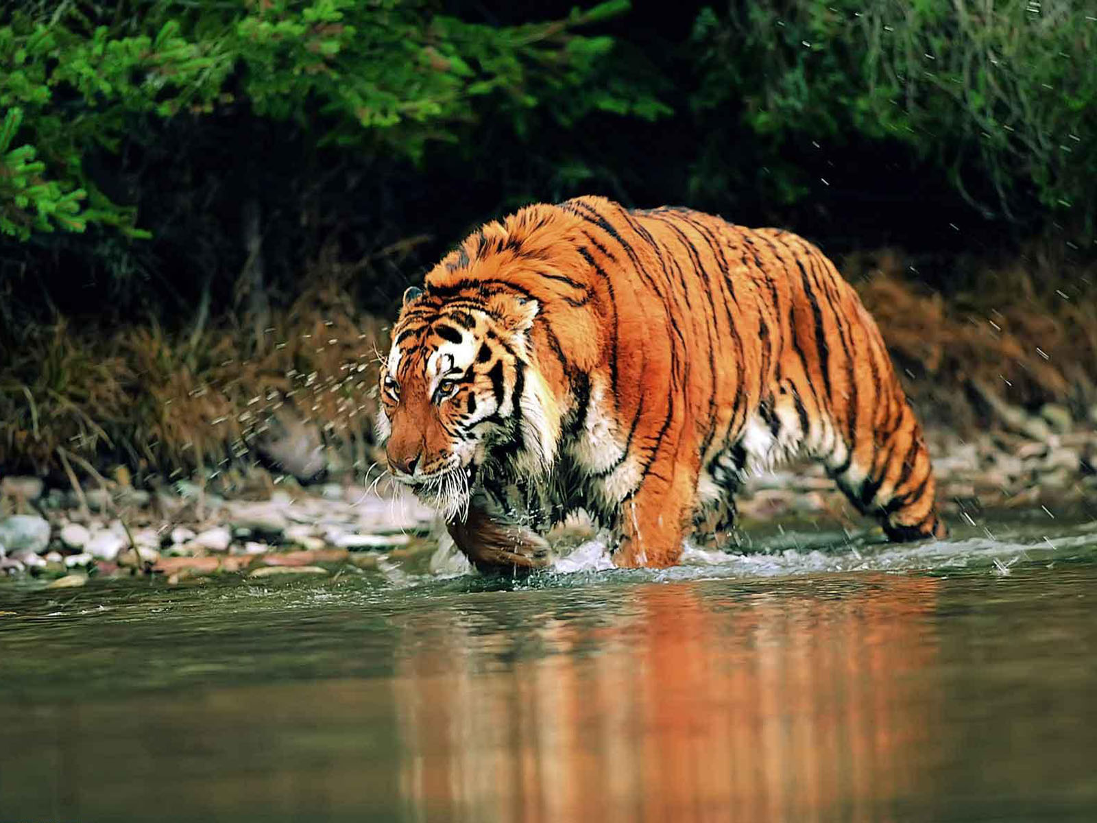 Bengal Tiger Wallpaper Desktop