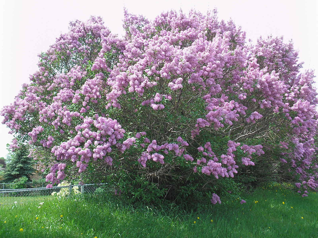 Purple lilac bush Minneapolis Minnesota Flickr   Photo Sharing 1024x768